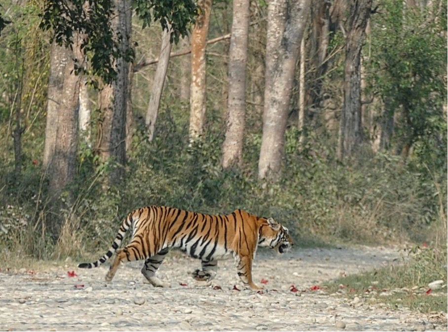 Nepal-India1@Pietervandenbroeke