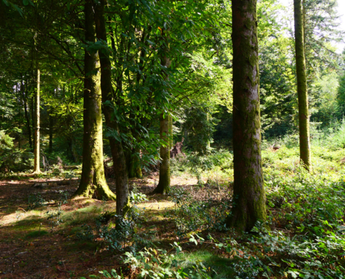 bomen-elskort