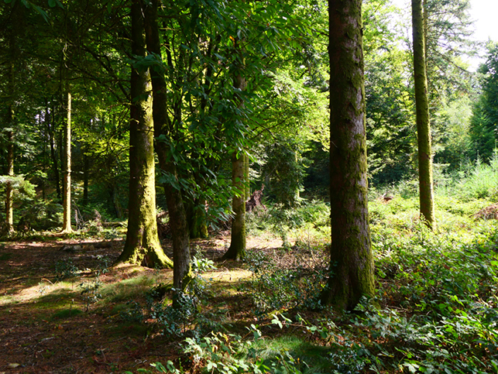 bomen-elskort