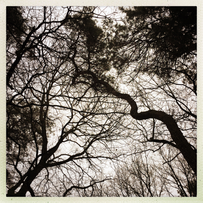 winterbomen winterbomen