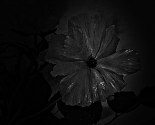 zwarte bloem